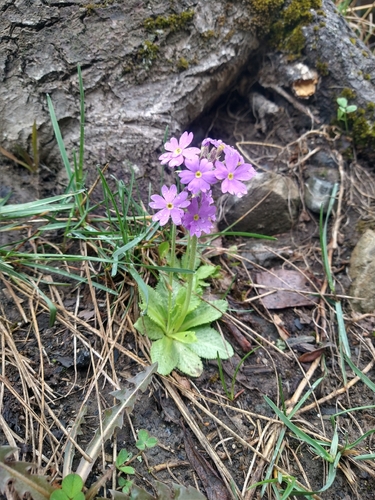 Primula algida, photograph 5