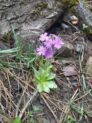 Primula algida, photograph (c) Matthew Rozanoff, some rights reserved (CC BY)