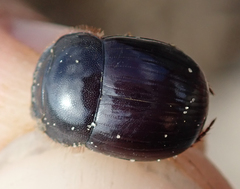 Metacatharsius marani