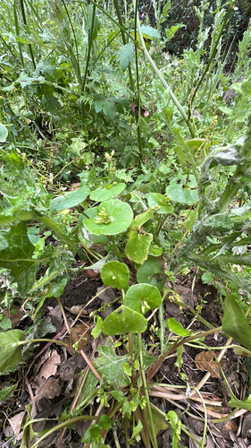 iNaturalist observation photo of miner's lettuce