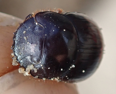 Metacatharsius marani