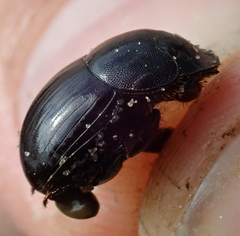 Metacatharsius marani