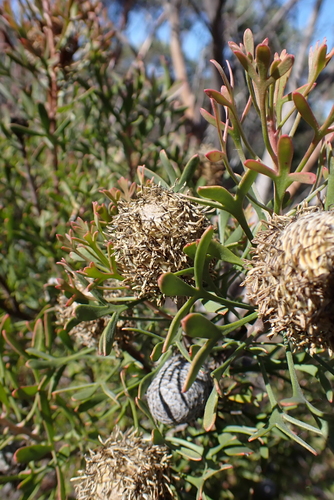 Isopogon trilobus, photograph 4