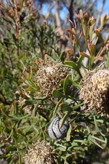 (c) Em Lamond, some rights reserved (CC BY) Isopogon trilobus, photograph (c) Em Lamond, some rights reserved (CC BY)