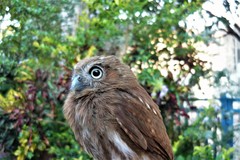 Glaucidium brasilianum