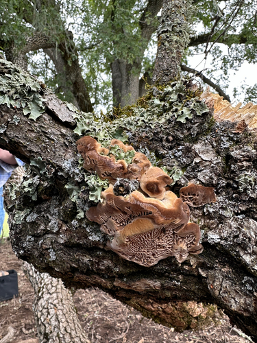 iNaturalist observation photo of Gilled Polypore