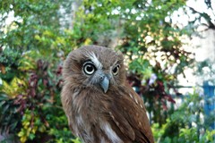 Glaucidium brasilianum