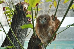 Glaucidium brasilianum