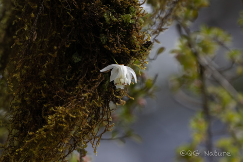 Pleione hookeriana, photograph 2