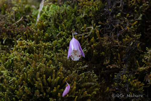 Pleione hookeriana