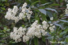 Dendrophorbium peregrinum