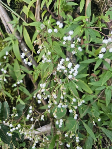 Ageratina riparia observed 2026-04-24