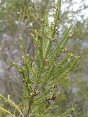 Erica reunionensis image