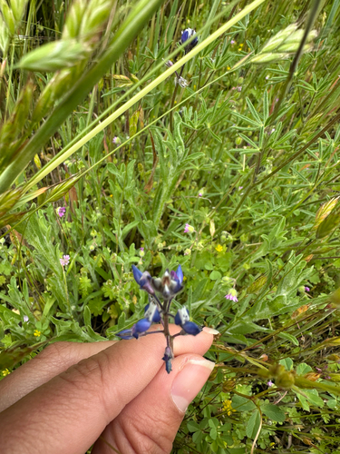 iNaturalist observation photo of Miniature Lupine