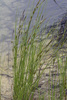 Carex lasiocarpa occultans - Photo (c) Svetlana Nesterova, some rights reserved (CC BY-NC), uploaded by Svetlana Nesterova