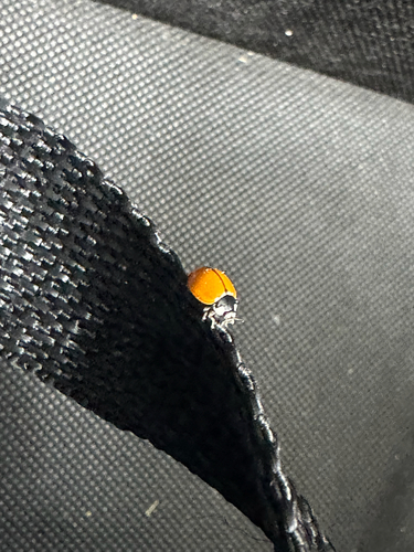 iNaturalist observation photo of California Lady Beetle