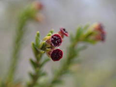 Erica reunionensis image