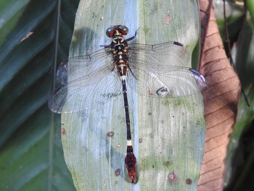 Onychogomphus styx