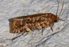 Choristoneura houstonana