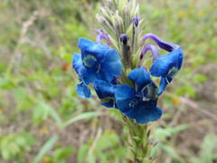 Stachytarpheta gesnerioides