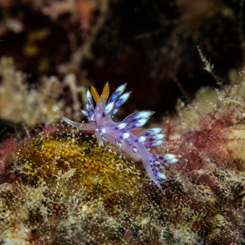 Coryphellina exoptata