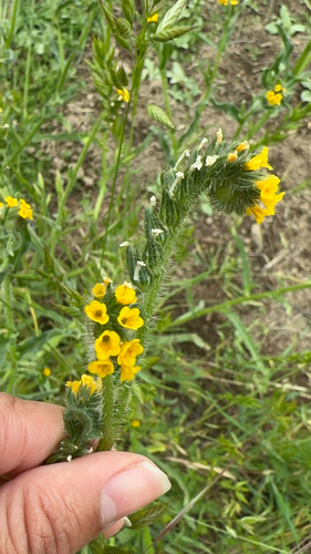 iNaturalist observation photo of Common Fiddleneck