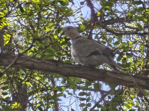 Eurasian Collared-Dove
