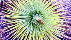 Agave striata