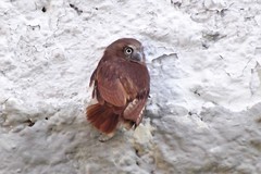 Glaucidium brasilianum