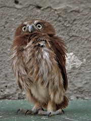 Glaucidium brasilianum