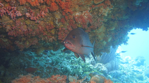 Mangrove Red Snapper — seen at this dive site
