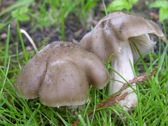 Entoloma clypeatum