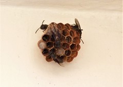 Mischocyttarus cassununga