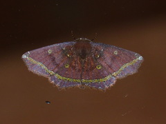 Synnomos firmamentaria