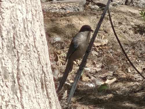 Azure-winged Magpie