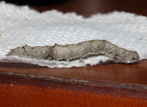 Jair Underwing photo 2
