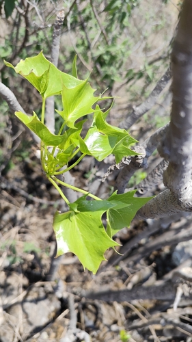 Pittocaulon praecox, photograph 3