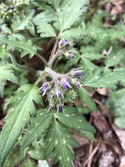 Phacelia bipinnatifida