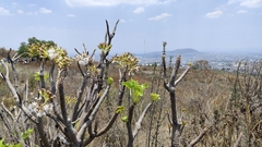 Pittocaulon praecox, photograph (c) Hugo Juárez, some rights reserved (CC BY)