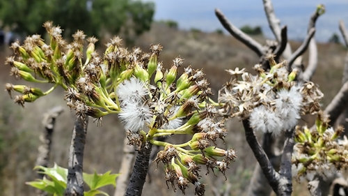 Pittocaulon praecox, photograph 5