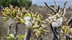 Pittocaulon praecox, photograph (c) Hugo Juárez, some rights reserved (CC BY)
