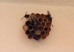 Mischocyttarus cassununga