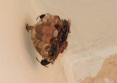 Mischocyttarus cassununga