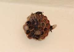 Mischocyttarus cassununga