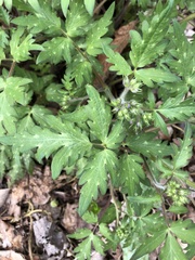 Phacelia bipinnatifida