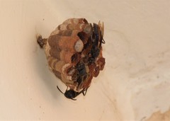 Mischocyttarus cassununga
