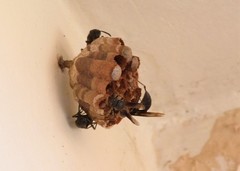 Mischocyttarus cassununga