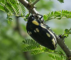 Sternocera orissa