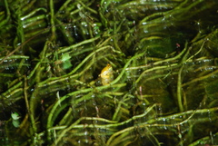 Dendropsophus microcephalus