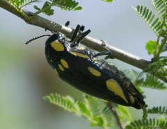 Sternocera orissa